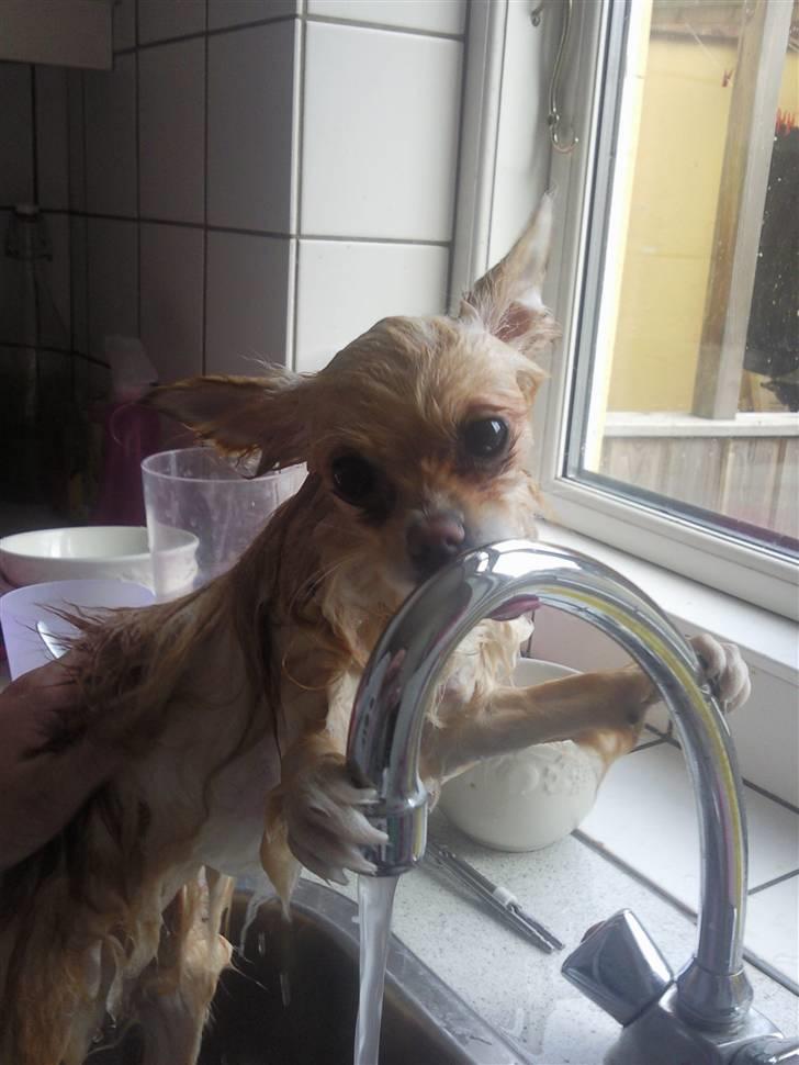 Lettere dumme hunde Diverse hund Fotos fra (¯'·.¸Channie¸.·'´¯)
